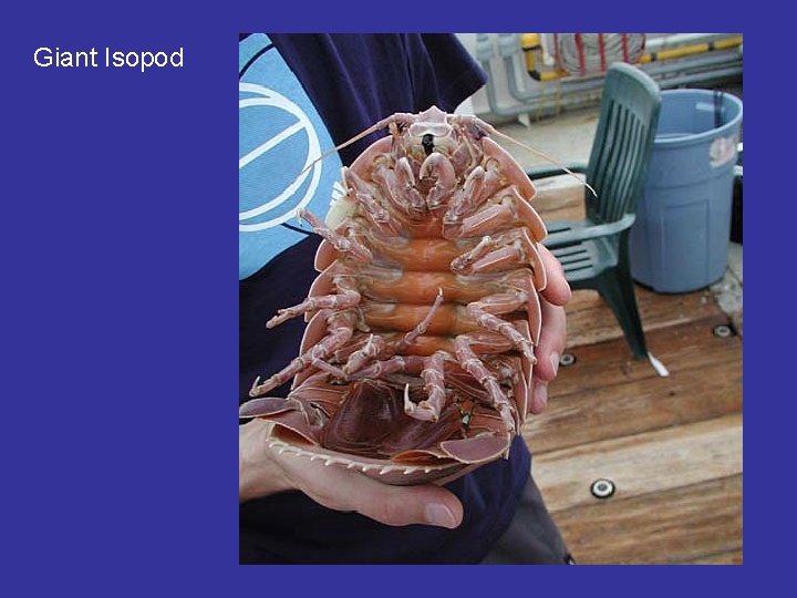 Giant Isopod 