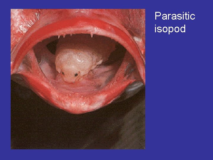 Parasitic isopod 