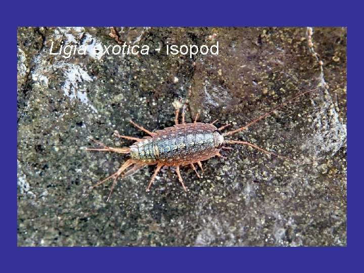 Ligia exotica - isopod 