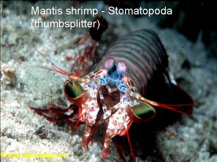 Mantis shrimp - Stomatopoda (thumbsplitter) 