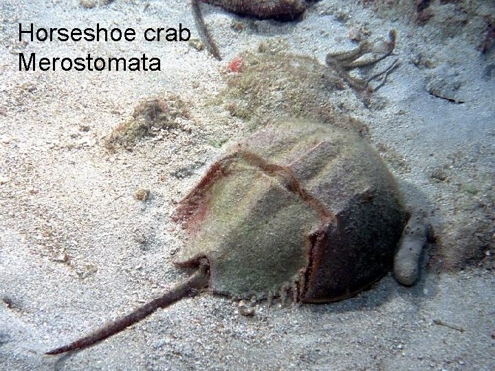 Horseshoe crab Merostomata 