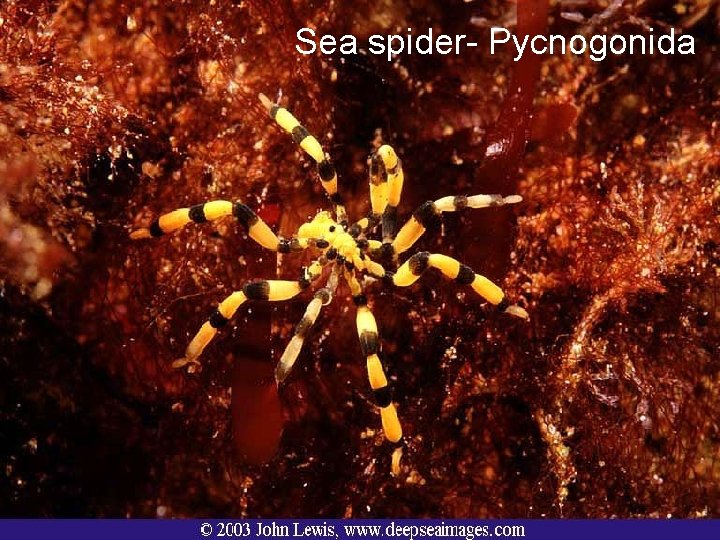 Sea spider- Pycnogonida 