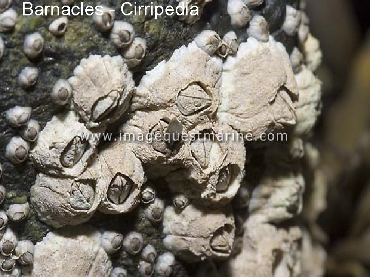 Barnacles - Cirripedia 