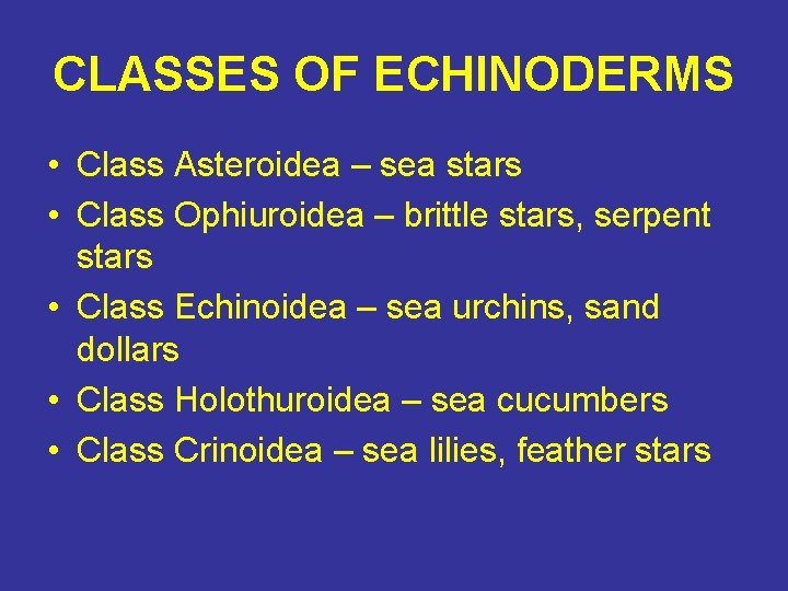 CLASSES OF ECHINODERMS • Class Asteroidea – sea stars • Class Ophiuroidea – brittle