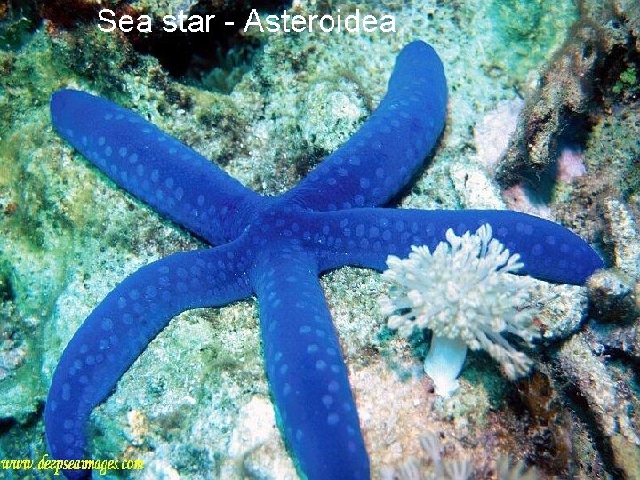 Sea star - Asteroidea 