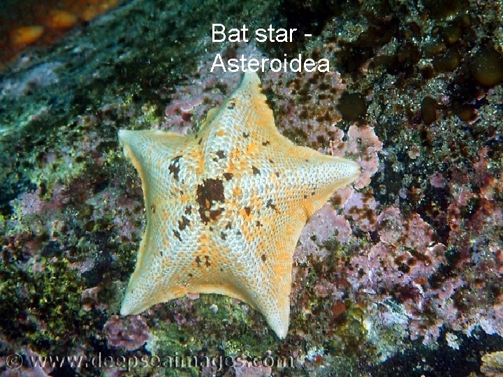 Bat star Asteroidea 