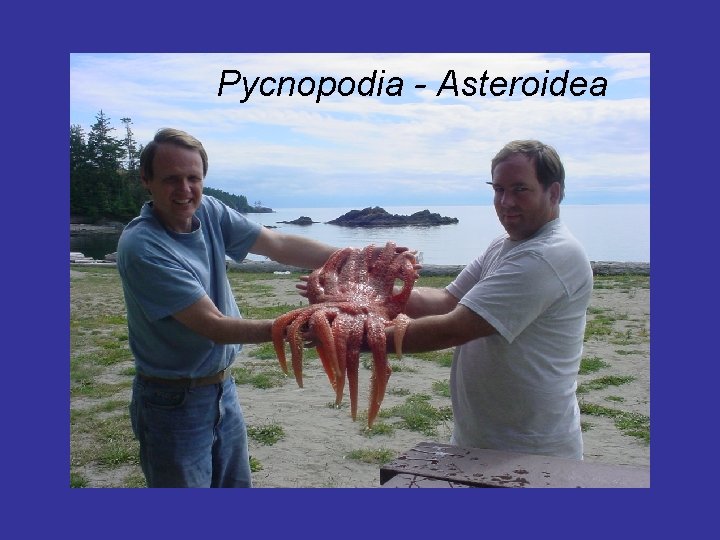 Pycnopodia - Asteroidea 