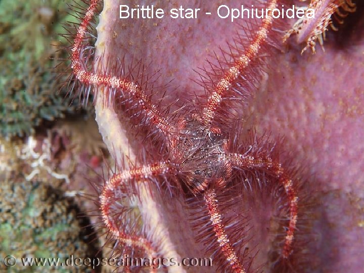 Brittle star - Ophiuroidea 