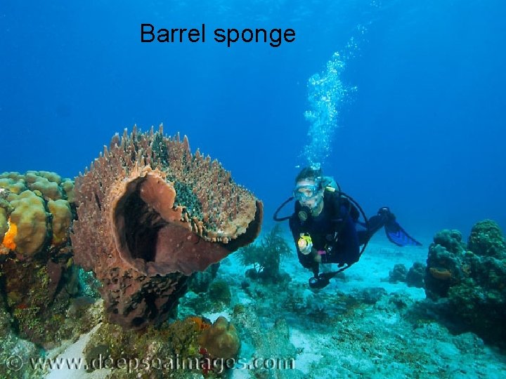 Barrel sponge 