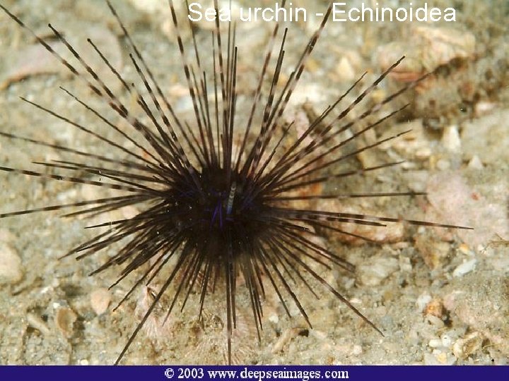 Sea urchin - Echinoidea 