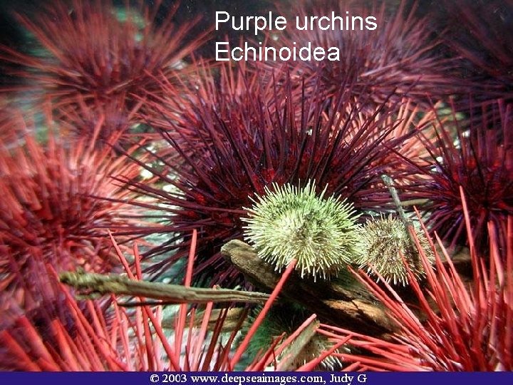 Purple urchins Echinoidea 