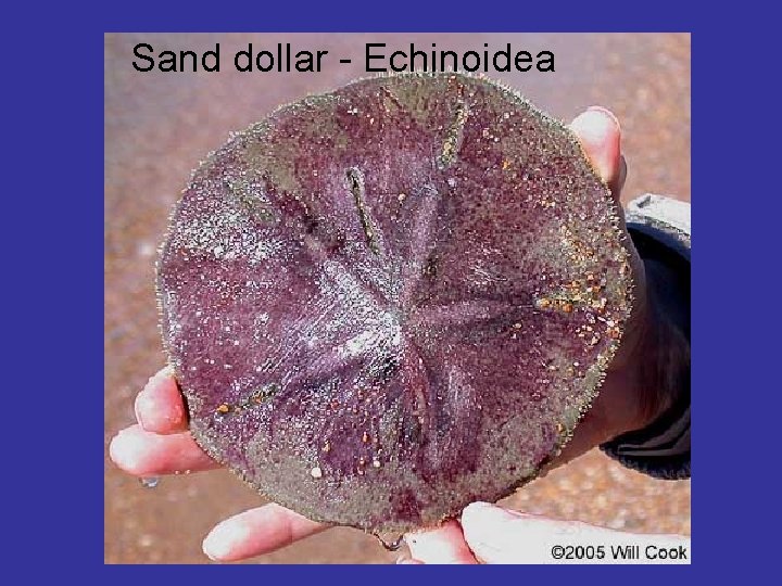 Sand dollar - Echinoidea 