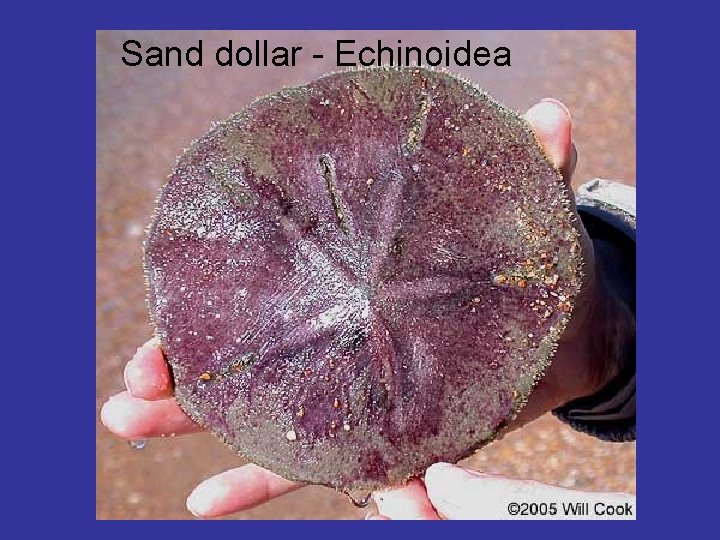 Sand dollar - Echinoidea 