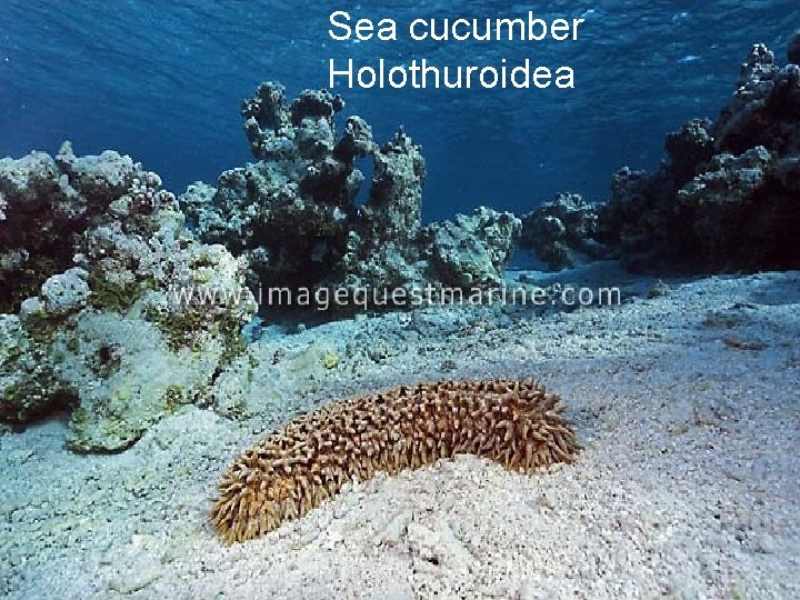 Sea cucumber Holothuroidea 