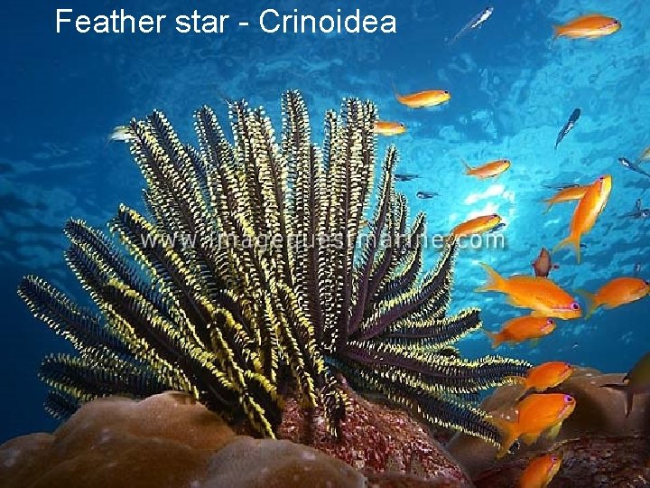 Feather star - Crinoidea 