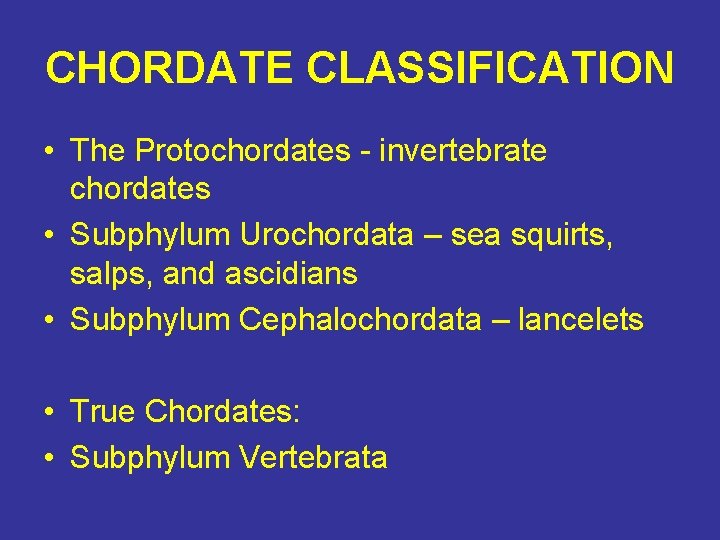 CHORDATE CLASSIFICATION • The Protochordates - invertebrate chordates • Subphylum Urochordata – sea squirts,