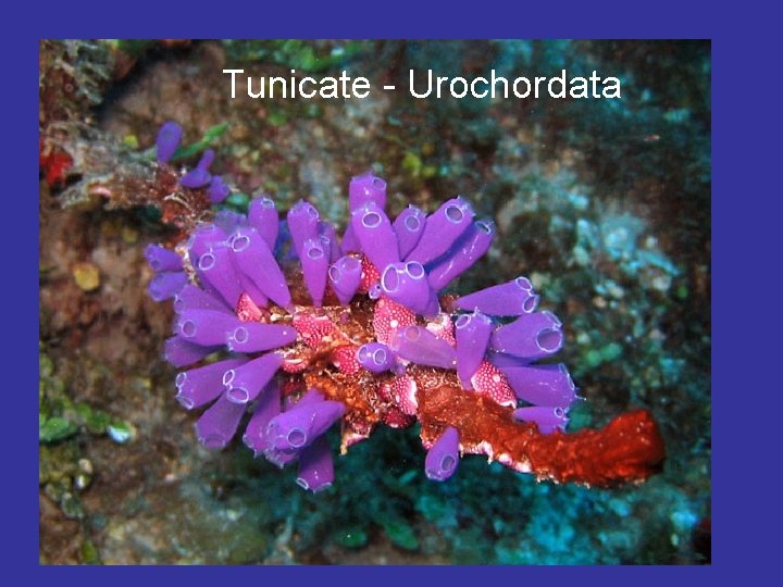 Tunicate - Urochordata 