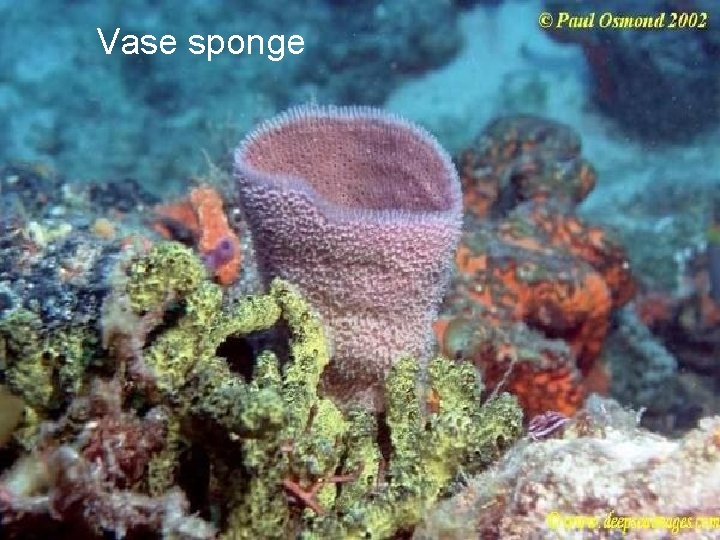 Vase sponge 