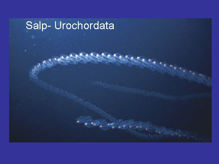 Salp- Urochordata 