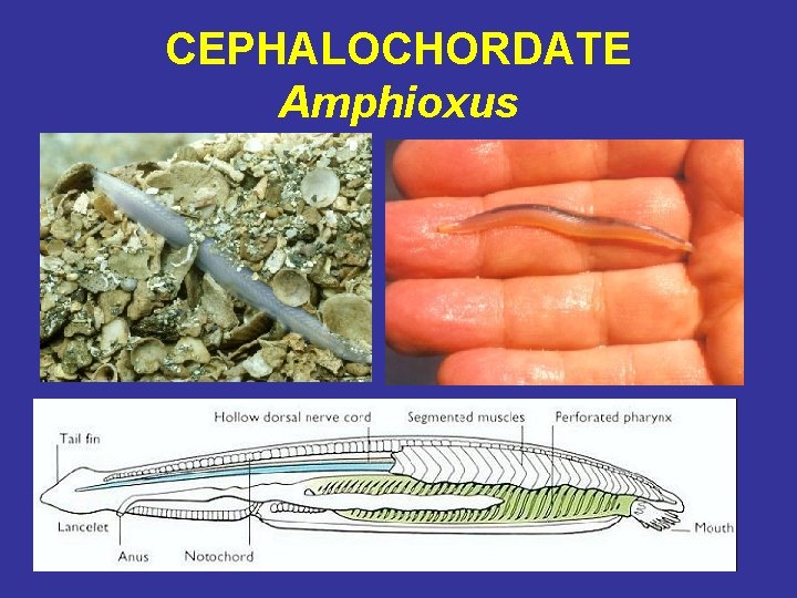 CEPHALOCHORDATE Amphioxus 