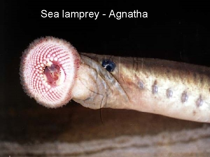 Sea lamprey - Agnatha 