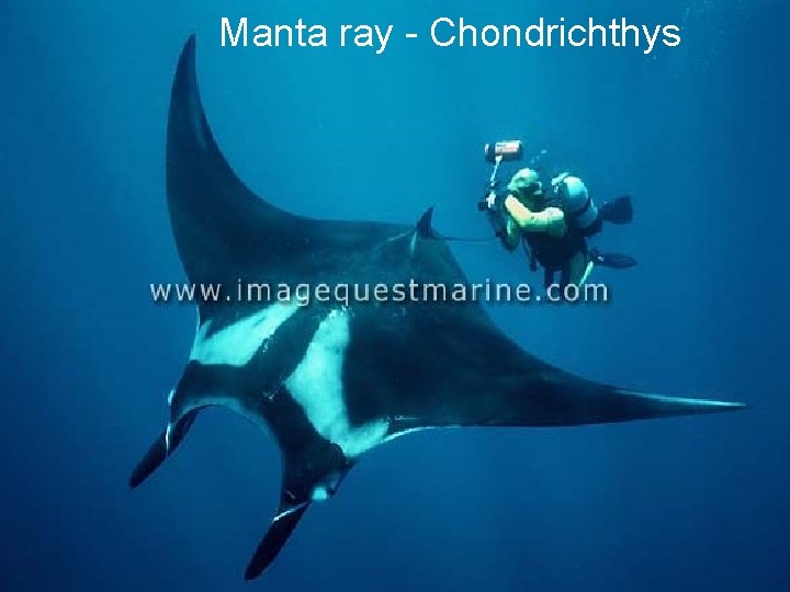 Manta ray - Chondrichthys 