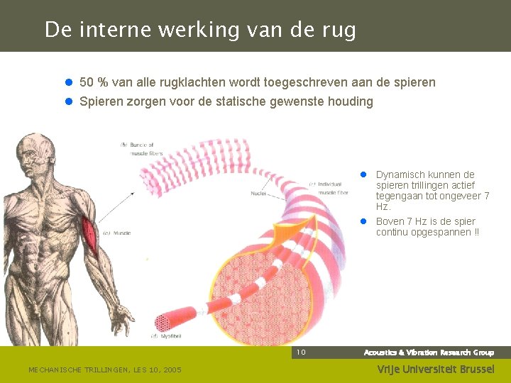 De interne werking van de rug l 50 % van alle rugklachten wordt toegeschreven