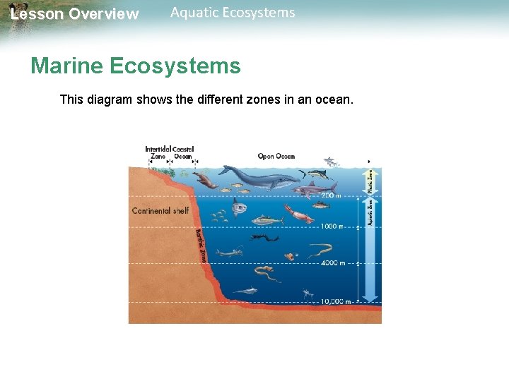 Lesson Overview Aquatic Ecosystems Marine Ecosystems This diagram shows the different zones in an