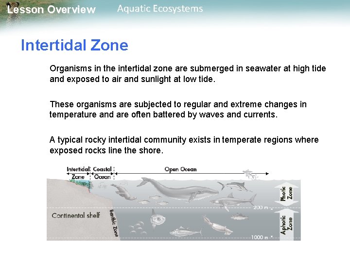 Lesson Overview Aquatic Ecosystems Intertidal Zone Organisms in the intertidal zone are submerged in