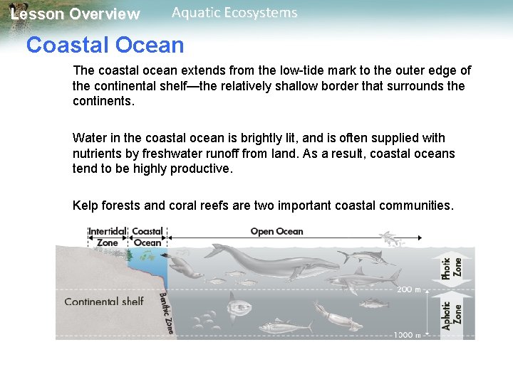 Lesson Overview Aquatic Ecosystems Coastal Ocean The coastal ocean extends from the low-tide mark