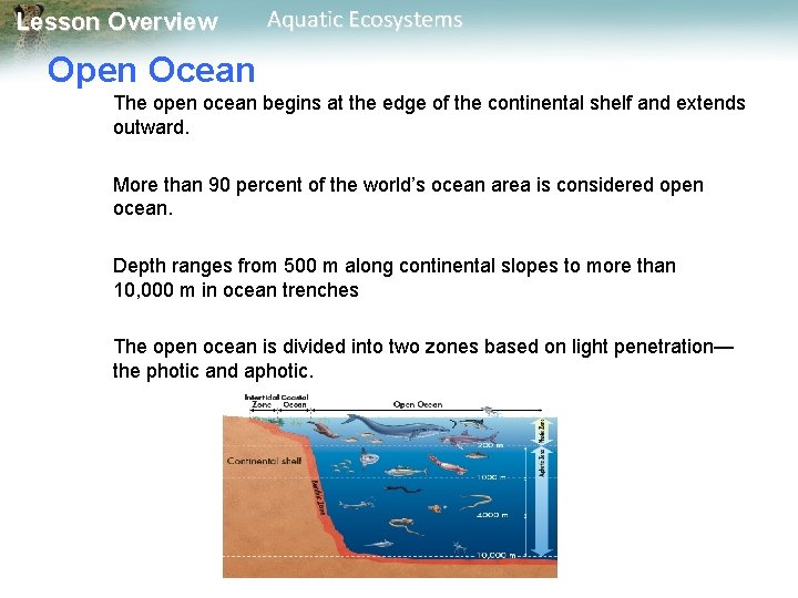 Lesson Overview Aquatic Ecosystems Open Ocean The open ocean begins at the edge of