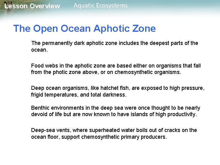 Lesson Overview Aquatic Ecosystems The Open Ocean Aphotic Zone The permanently dark aphotic zone