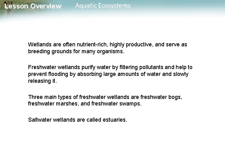 Lesson Overview Aquatic Ecosystems Wetlands are often nutrient-rich, highly productive, and serve as breeding