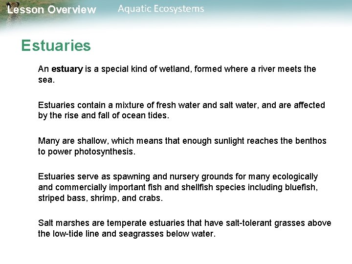 Lesson Overview Aquatic Ecosystems Estuaries An estuary is a special kind of wetland, formed