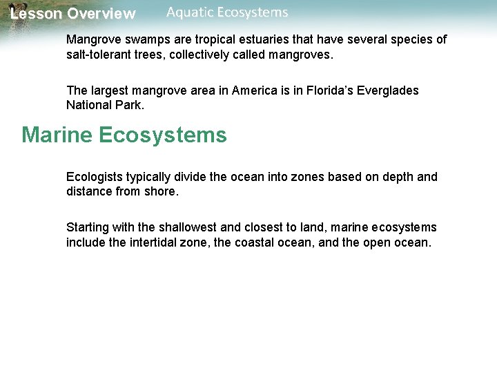 Lesson Overview Aquatic Ecosystems Mangrove swamps are tropical estuaries that have several species of