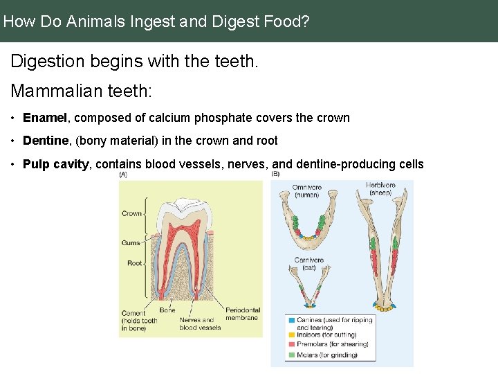 How Do Animals Ingest and Digest Food? Digestion begins with the teeth. Mammalian teeth: