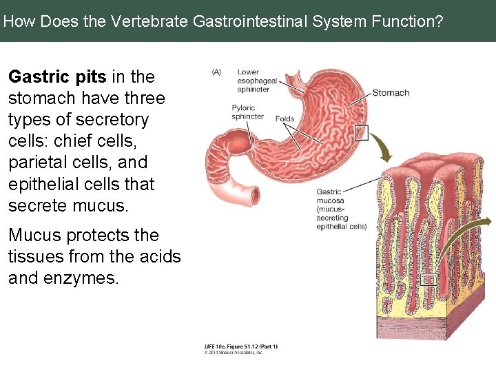 How Does the Vertebrate Gastrointestinal System Function? Gastric pits in the stomach have three