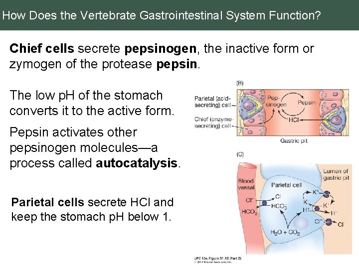 How Does the Vertebrate Gastrointestinal System Function? Chief cells secrete pepsinogen, the inactive form