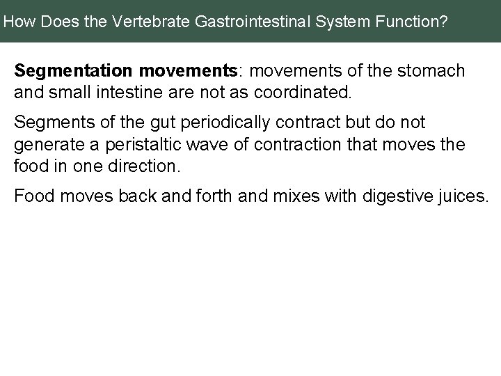 How Does the Vertebrate Gastrointestinal System Function? Segmentation movements: movements of the stomach and