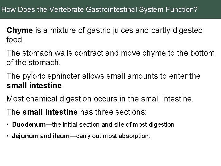 How Does the Vertebrate Gastrointestinal System Function? Chyme is a mixture of gastric juices