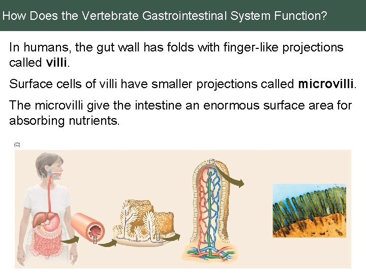 How Does the Vertebrate Gastrointestinal System Function? In humans, the gut wall has folds