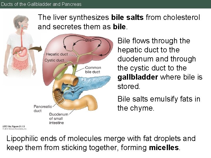 Ducts of the Gallbladder and Pancreas The liver synthesizes bile salts from cholesterol and