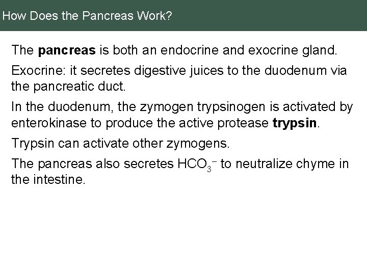 How Does the Pancreas Work? The pancreas is both an endocrine and exocrine gland.