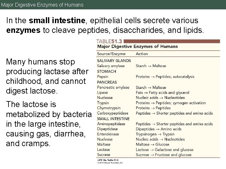Major Digestive Enzymes of Humans In the small intestine, epithelial cells secrete various enzymes