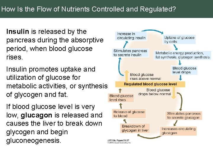 How Is the Flow of Nutrients Controlled and Regulated? Insulin is released by the