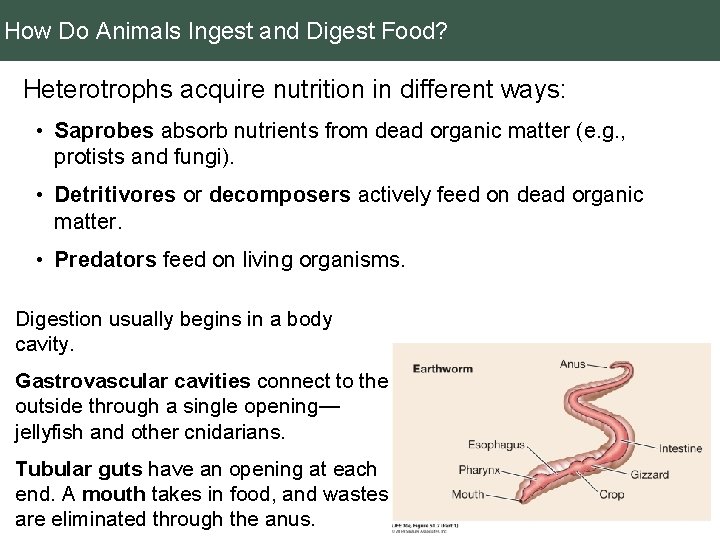 How Do Animals Ingest and Digest Food? Heterotrophs acquire nutrition in different ways: •