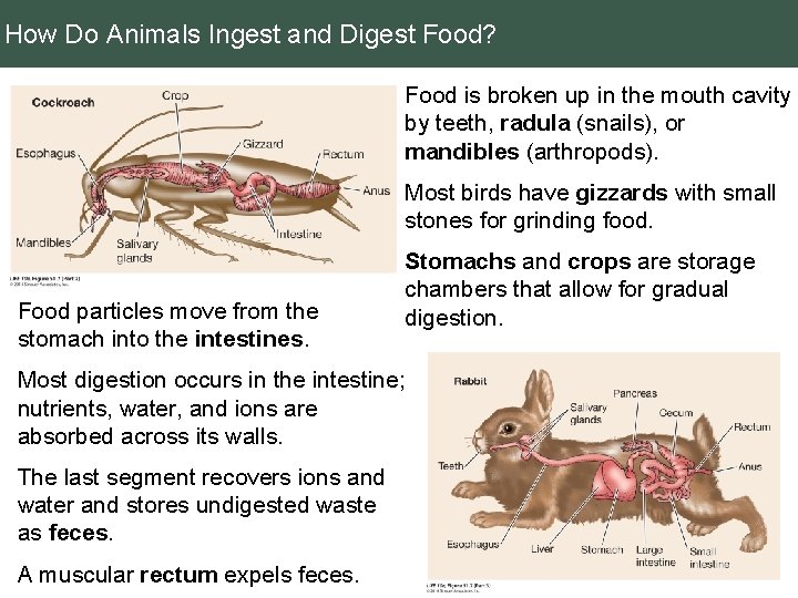 How Do Animals Ingest and Digest Food? Food is broken up in the mouth