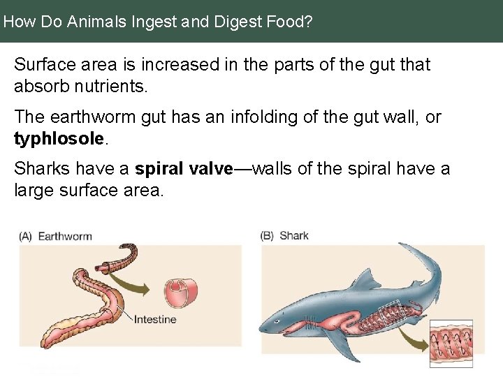 How Do Animals Ingest and Digest Food? Surface area is increased in the parts