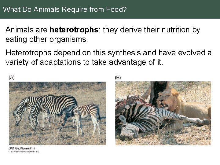 What Do Animals Require from Food? Animals are heterotrophs: they derive their nutrition by