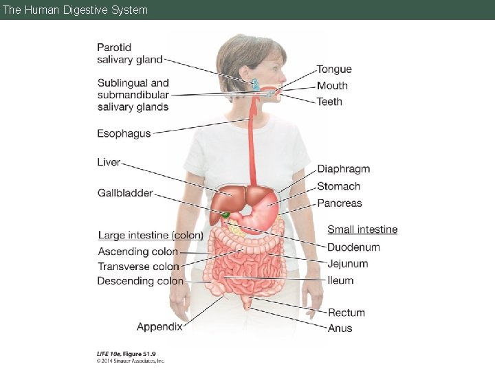 The Human Digestive System 